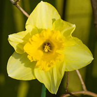 Buy canvas prints of Daffodil home to the ladybird by Julie Tattersfield