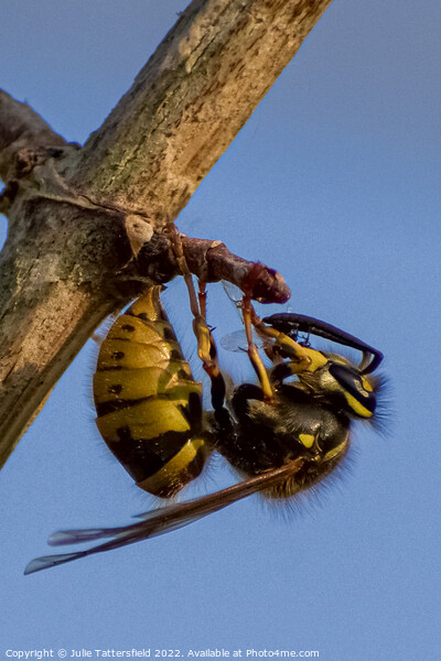wasp chewing through the branch Picture Board by Julie Tattersfield