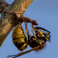 Buy canvas prints of wasp chewing through the branch by Julie Tattersfield