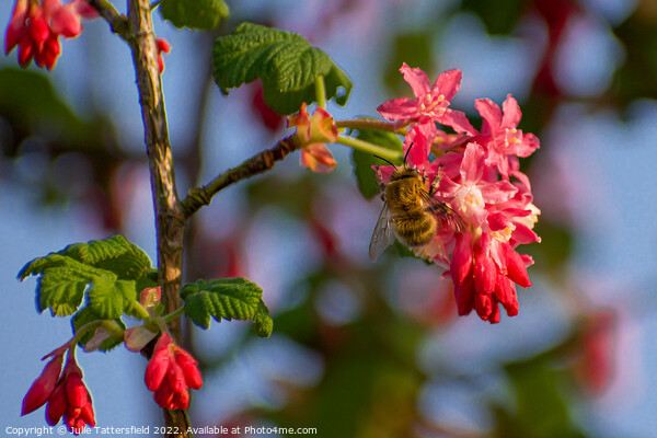 wasp enjoying the pollen Picture Board by Julie Tattersfield
