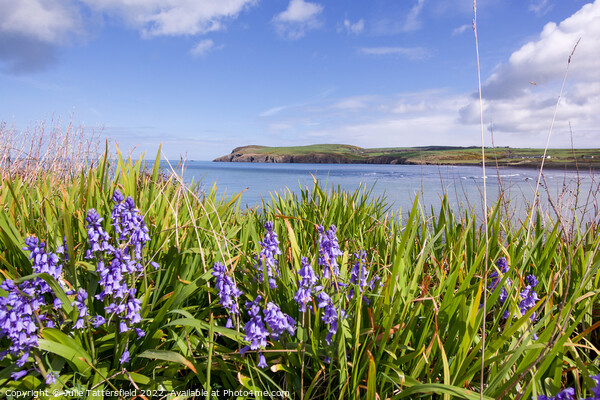Bluebells by the sea Pembrokeshire Picture Board by Julie Tattersfield
