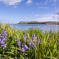 Buy canvas prints of Bluebells by the sea Pembrokeshire by Julie Tattersfield