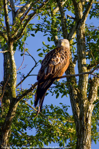 Red Kite enjoying the warm spring sunshine Picture Board by Julie Tattersfield