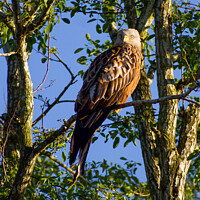 Buy canvas prints of Red Kite enjoying the warm spring sunshine by Julie Tattersfield