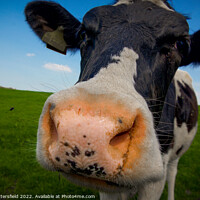 Buy canvas prints of A Friesian cow having a good nosey! by Julie Tattersfield