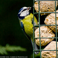 Buy canvas prints of Hungry Blue Tit by Julie Tattersfield
