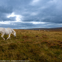 Buy canvas prints of The White Horse by Julie Tattersfield