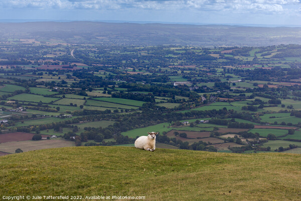 Sheep’s eye view Picture Board by Julie Tattersfield