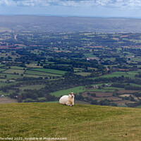 Buy canvas prints of Sheep’s eye view by Julie Tattersfield