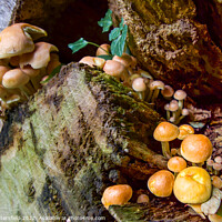 Buy canvas prints of Fungi Tree House by Julie Tattersfield