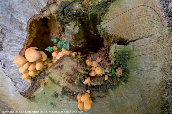 Mushroom treehouse Picture Board by Julie Tattersfield