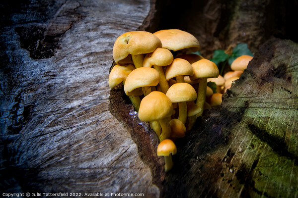fungi's natural home Picture Board by Julie Tattersfield