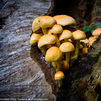 Buy canvas prints of fungi's natural home by Julie Tattersfield