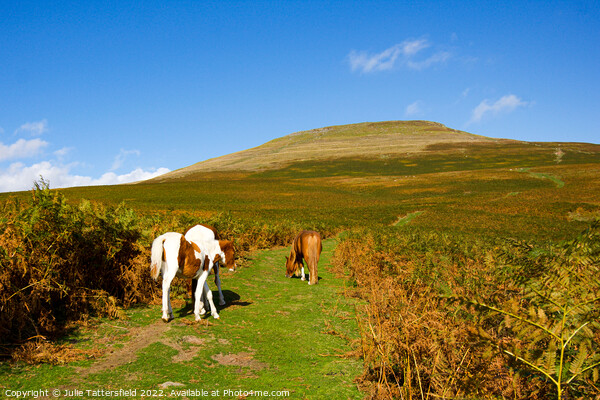 The Sugar Loaf Mountain horse's trail Picture Board by Julie Tattersfield