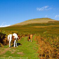 Buy canvas prints of The Sugar Loaf Mountain horse's trail by Julie Tattersfield