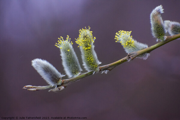 Catkins, its nearly spring! Picture Board by Julie Tattersfield