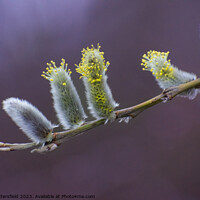 Buy canvas prints of Catkins, its nearly spring! by Julie Tattersfield