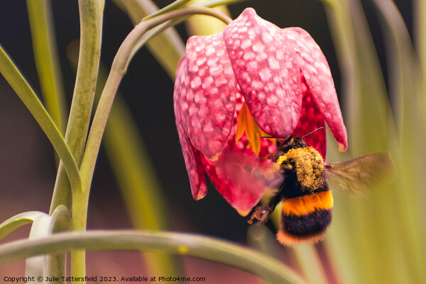 bumble bee's pollen lunch Picture Board by Julie Tattersfield