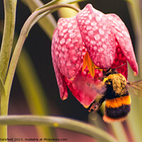 Buy canvas prints of bumble bee's pollen lunch by Julie Tattersfield