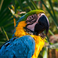 Buy canvas prints of Who are you looking at said this cheeky macaw!  by Julie Tattersfield