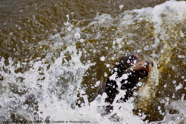 Making a splash!  Picture Board by Julie Tattersfield
