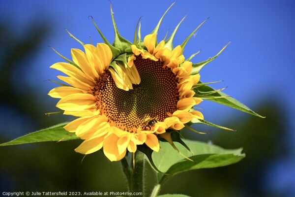 Unique sunflower Picture Board by Julie Tattersfield