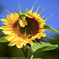 Buy canvas prints of Unique sunflower by Julie Tattersfield