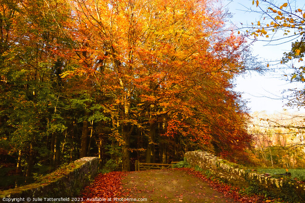 Autumn bridge in wales  Picture Board by Julie Tattersfield