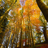 Buy canvas prints of Looking up into Autumn by Julie Tattersfield