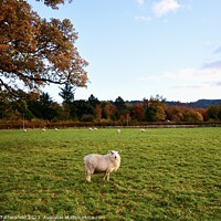 Buy canvas prints of Sheep in wales by Julie Tattersfield