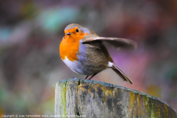 Robin about to fly!  Picture Board by Julie Tattersfield