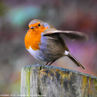 Buy canvas prints of Robin about to fly!  by Julie Tattersfield