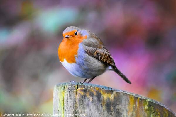 Robin in winter Picture Board by Julie Tattersfield