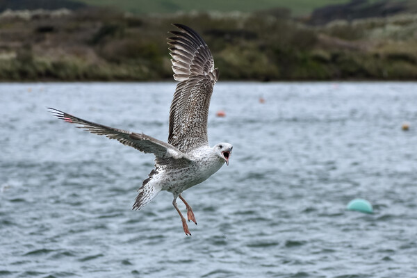 Seagull acrobatics Picture Board by Julie Tattersfield