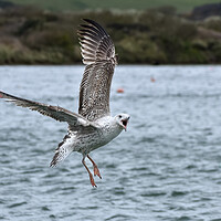 Buy canvas prints of Seagull acrobatics by Julie Tattersfield