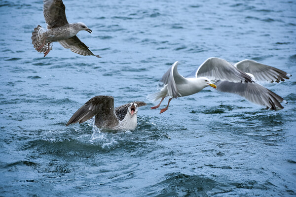 A flock of seagulls having a bit of an argument!  Picture Board by Julie Tattersfield