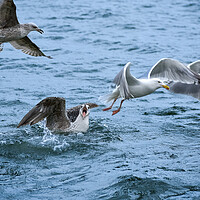 Buy canvas prints of A flock of seagulls having a bit of an argument!  by Julie Tattersfield