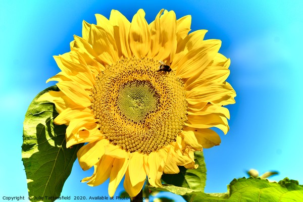  Bee attracted to the sunflower Picture Board by Julie Tattersfield