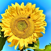 Buy canvas prints of  Bee attracted to the sunflower by Julie Tattersfield