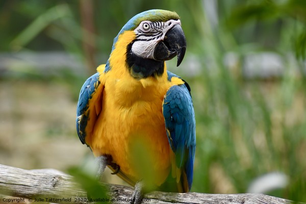 Macaw parrot sitting on a branch  Picture Board by Julie Tattersfield