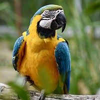 Buy canvas prints of Macaw parrot sitting on a branch  by Julie Tattersfield
