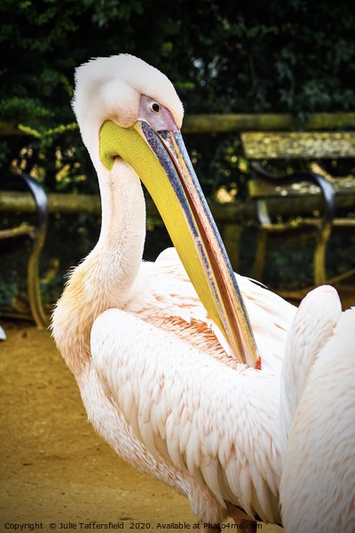 beautiful pelican Picture Board by Julie Tattersfield