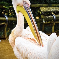 Buy canvas prints of beautiful pelican by Julie Tattersfield