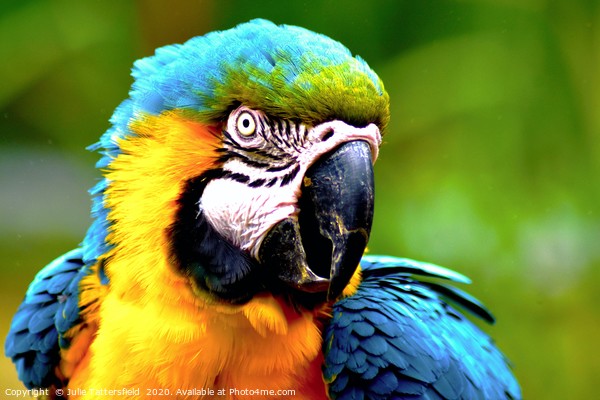 vibrant macaw parrot Picture Board by Julie Tattersfield