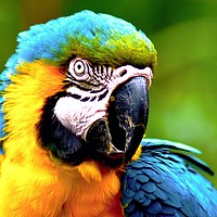 Buy canvas prints of vibrant macaw parrot by Julie Tattersfield