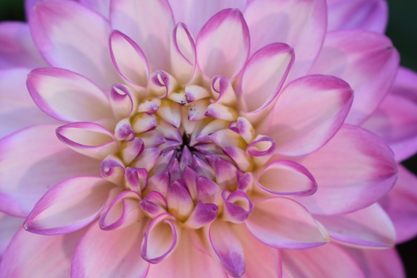 Flower begins to bloom to reveal its true beauty Picture Board by Julie Tattersfield