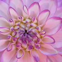 Buy canvas prints of Flower begins to bloom to reveal its true beauty by Julie Tattersfield