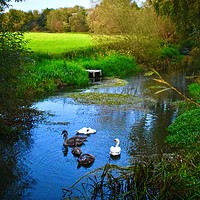 Buy canvas prints of swan family enjoying an evenings peace by Julie Tattersfield