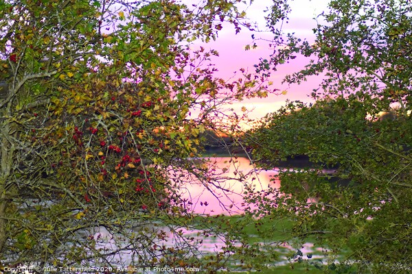 Autumn Berries framing the sunset Oxfordshire Picture Board by Julie Tattersfield