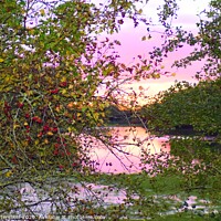 Buy canvas prints of Autumn Berries framing the sunset Oxfordshire by Julie Tattersfield